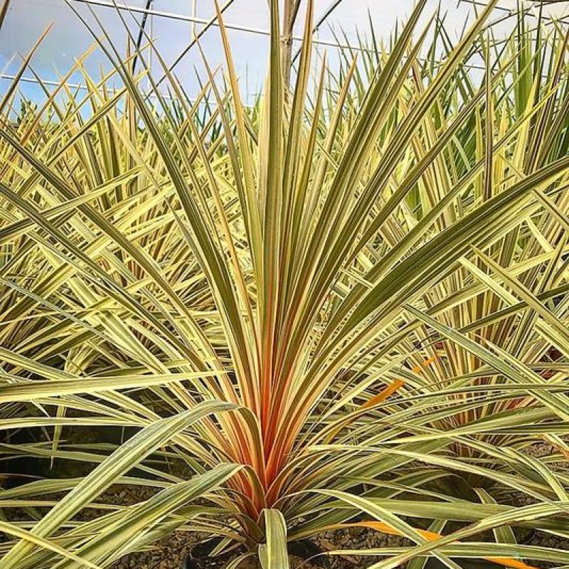 Cordyline australis (Kordylína austrálska) ´TORBAY DAZZLER´ - kont. C5L, výška: 40-60 cm (-12°C)